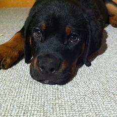 Rottweiler Bamse
