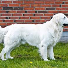 Golden retriever Brorson