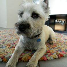 Cairn terrier Otto