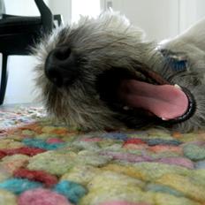 Cairn terrier Otto