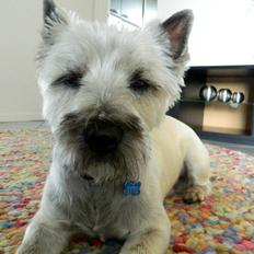 Cairn terrier Otto