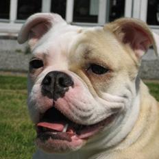 Olde english bulldogge Bullina´s Florentina