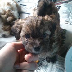 Blanding af racer Gjarno