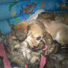 Blanding af racer Gjarno