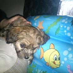 Blanding af racer Gjarno