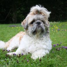 Shih tzu Toffie