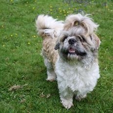 Shih tzu Toffie