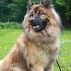Eurasier Alto