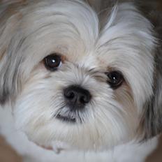 Lhasa apso Fie