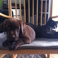 Labrador retriever Milka