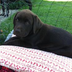 Labrador retriever Milka