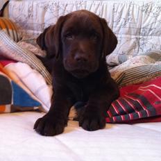 Labrador retriever Milka