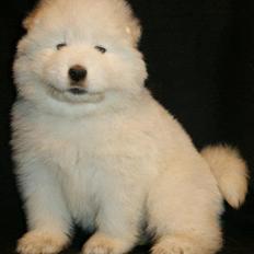 Samojedhund White Snow Star`s Armani - Kenzo