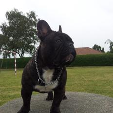 Fransk bulldog Arthur