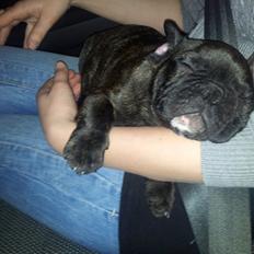 Fransk bulldog Arthur