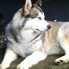 Blanding af racer .Shady