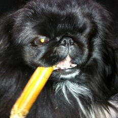 Pekingeser choo-lang-san