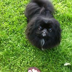 Pekingeser choo-lang-san
