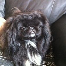 Pekingeser choo-lang-san
