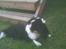 Cavalier king charles spaniel Sofie