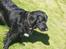 Flat coated retriever Mollie