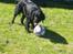 Flat coated retriever Mollie