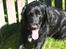 Flat coated retriever Mollie