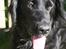 Flat coated retriever Mollie