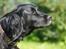 Flat coated retriever Mollie