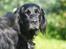 Flat coated retriever Mollie