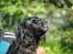Flat coated retriever Mollie