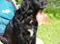 Flat coated retriever Mollie
