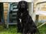Flat coated retriever Mollie
