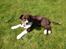 Australian shepherd Bosco - Min dejlige hund <3 