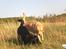Labrador retriever (Formel 1) Zimba