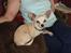 Chihuahua Kessler