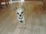 Chihuahua Kessler