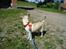 Chihuahua Kessler