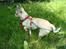 Chihuahua Kessler