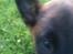 Malinois D-j ( Zerberuzdk.dk )