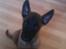 Malinois D-j ( Zerberuzdk.dk )