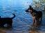 Blanding af racer Nero - vandhund