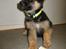 Blanding af racer Nero - babyhund - lige ankommet hos os