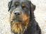 Rottweiler Daone - Et godt billed af Daone. Synes han ser dejlig ud. 