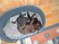 Labrador retriever Anthon(slogt)