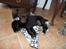 Labrador retriever Anthon(slogt)