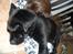 Labrador retriever Anthon(slogt)