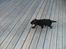 Labrador retriever Anthon(slogt)