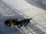 Labrador retriever Anthon(slogt)