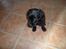 Labrador retriever Anthon(slogt)
